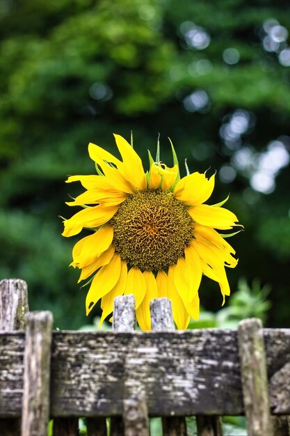 Foto landelijke uitzicht op een houten hek tegen een gewone zonnebloem die in een tuin helianthus annuus wordt gekweekt