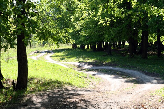 Landelijke weg in bos