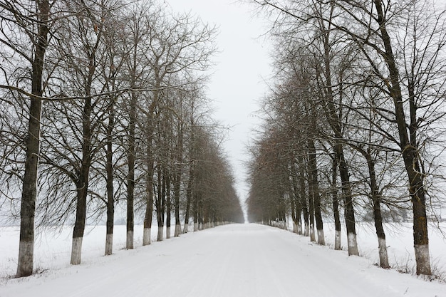 Landelijke weg in de winter