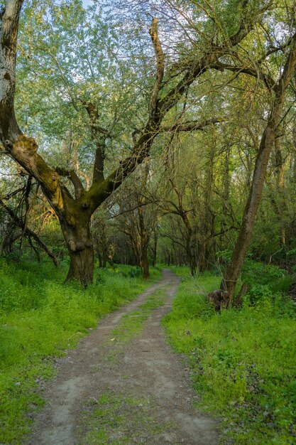 Landelijke weg in een prachtig mysterieus bos in de ochtend