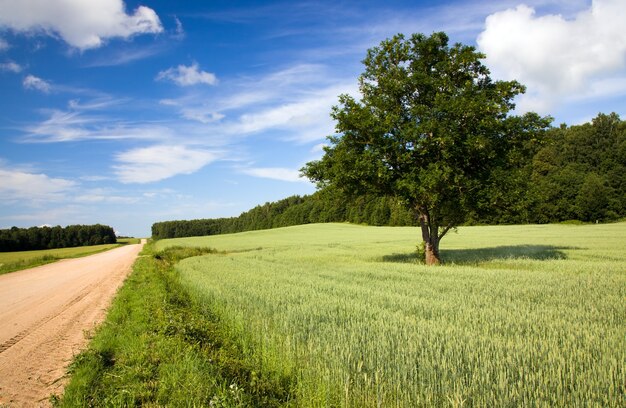 Landelijke weg in het zomertijdjaar