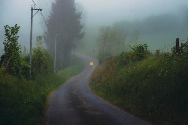 Landelijke weg met mist in de lente