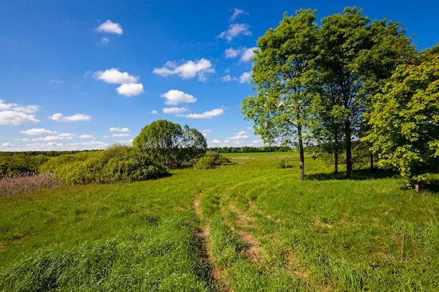 Landelijke weg - niet geasfalteerde landelijke weg waarlangs de boom groeit