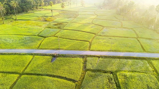 Landelijke weg passeren groen veld. Luchtfoto van een veld in de ochtend vanuit een drone
