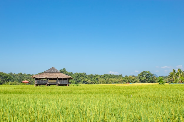 Landhuis op groene rijstvelden en is binnenkort tot aan de zaadoogst.