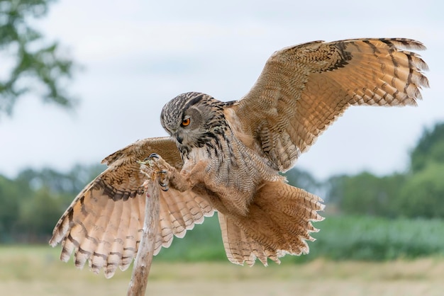 Landing van een Oehoe (Bubo bubo) die zich uitstrekt om op een tak te gaan zitten. In Nederland.