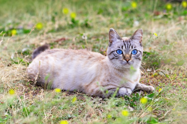 Landkat met blauwe ogen. Mooie kat die op groen gazon rust.