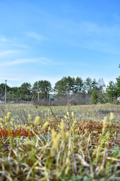 Landperceel op een open plek in het bos