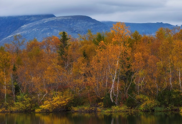 Landscape about the golden autumn in mountains beyond the Arctic Circle Beautiful trees with red and yellow foliage on the lake