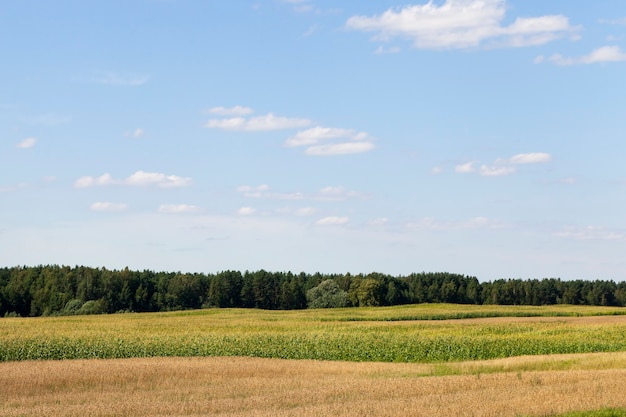 Пейзаж сельскохозяйственного поля, на котором растет зеленая кукуруза и другие растения