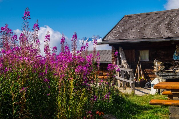 Landscape of the alps in switzerland in summer