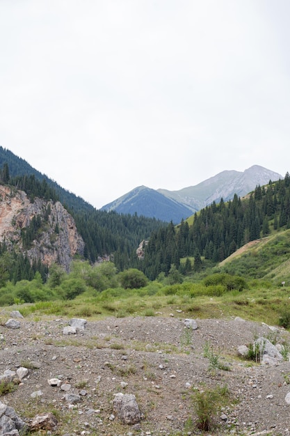 the landscape of the area at the green foot of the mountains in summer