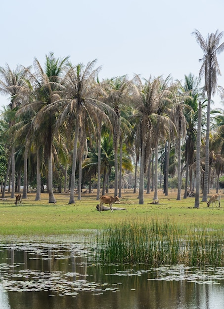 ココヤシの木のプランテーションのアジアの田園地帯の風景