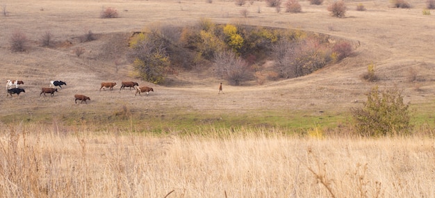 風景、牧草地の秋の牛