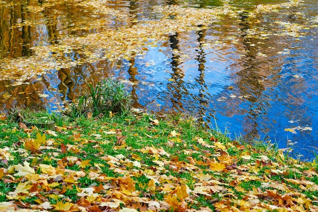 Landscape of an autumn forest park with foliage and a part of a pond or the lake