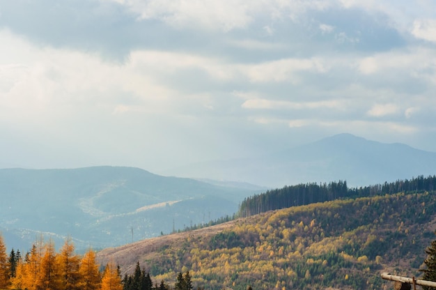 пейзаж осень в горах цветной хвойный лес желтый и зеленый в карпатах сосна