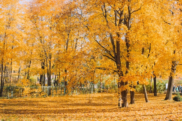 Landscape of the autumn park An article about autumn Autumn sketches A new season Printed products Photo on the calendar