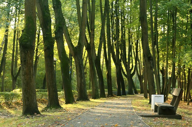 秋の公園のベンチ/美しい庭のベンチの風景、休息の概念、秋の公園の誰も、風景の背景、秋