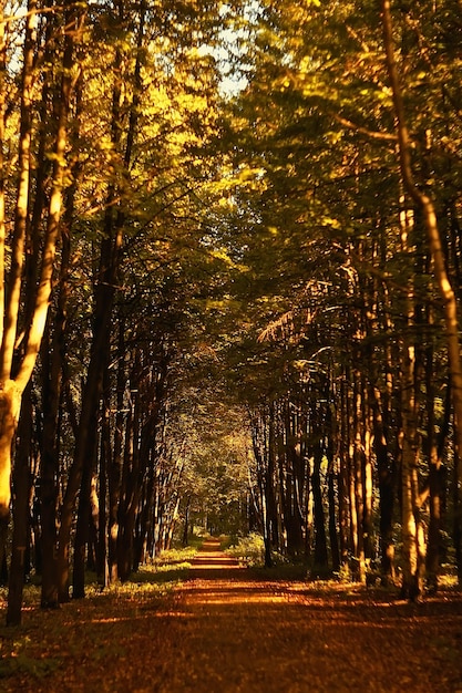 가을 공원의 풍경 / 개념 자연 계절 풍경 시즌, 가을, 숲, 나무 인도 여름