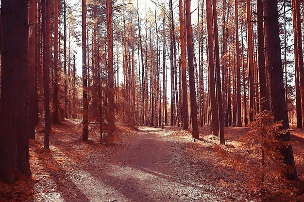 landscape in the autumn park / concept nature seasonal landscape season, autumn, forest, trees Indian summer