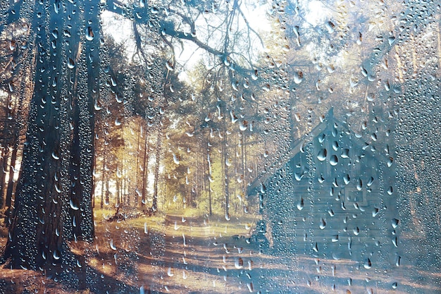 landscape autumn rain drops splashes in the forest background, october weather landscape beautiful park