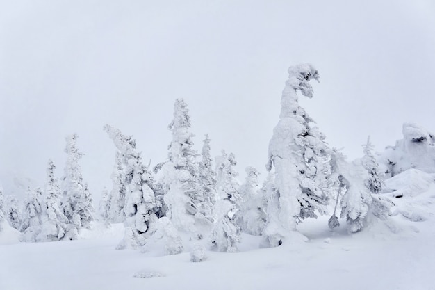 Landscape, background - snowy mountain conifers on a background of bright winter sky