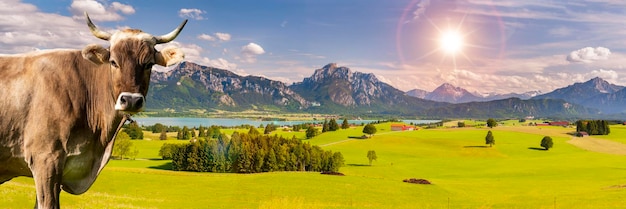 Пейзаж в Баварии с коровой на луге