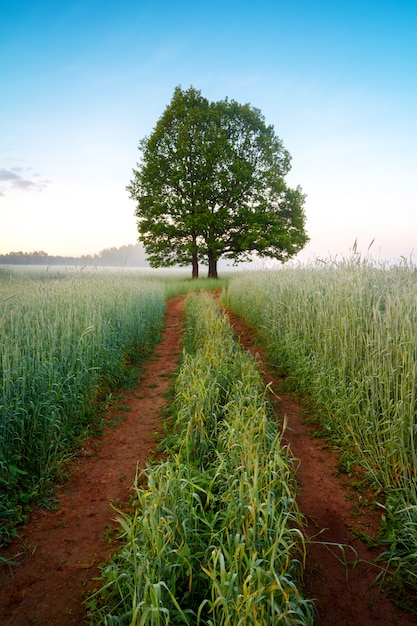 Landscape of a beautiful big tree