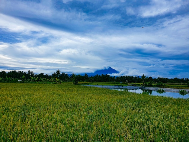 Landscape beautiful clouds and blue sky over ricefield