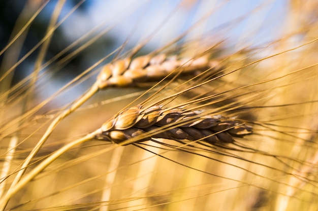Landscape of a beautiful golden ripe wheat crop