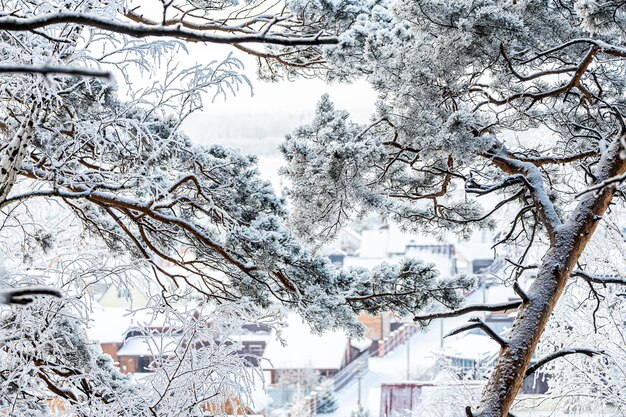 Landscape of a beautiful small village of wooden houses through snow-covered branches of pine trees