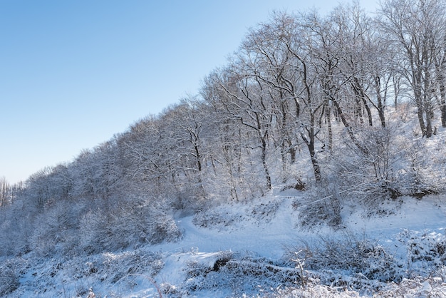 Landscape of a beautiful snow covered winter forest