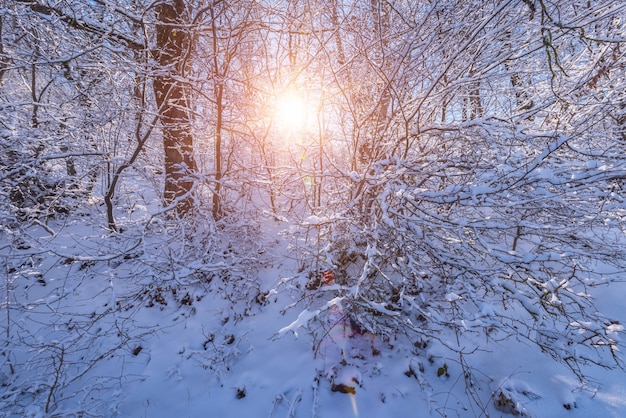 雪に覆われた美しい冬の森の風景