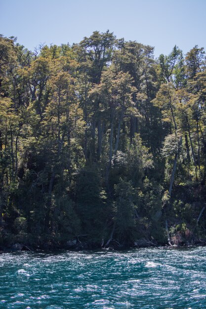 Landscape of a Beautiful and sunny forest with river