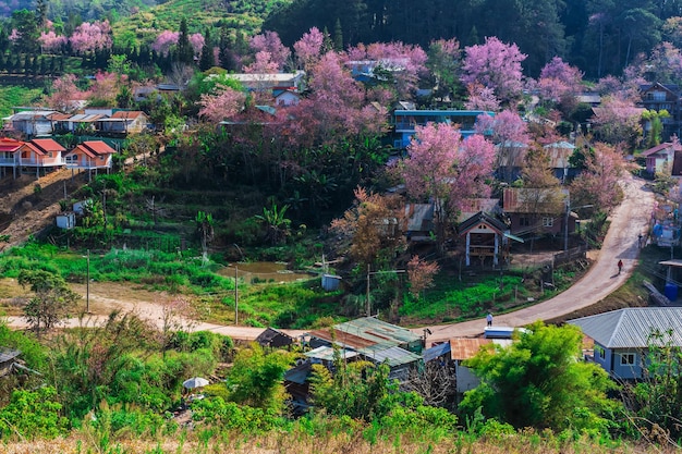 태국의 Phu Lom Lo Loei와 Phitsanulok에서 아름다운 야생 히말라야 체리 꽃이 피는 분홍색 Prunus cerasoides 꽃의 풍경