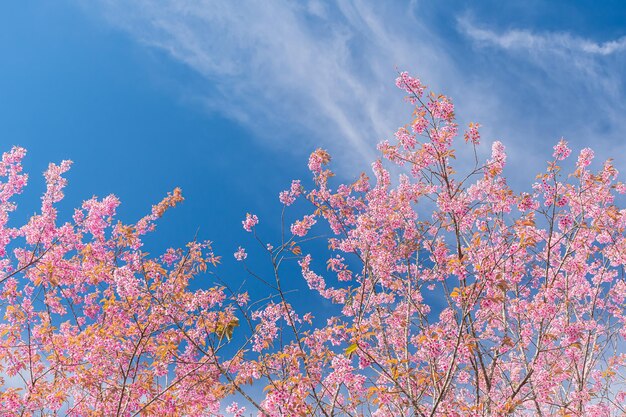 Landscape of beautiful wild himalayan cherry blooming pink prunus cerasoides flowers at phu lom lo loei and phitsanulok of thailand