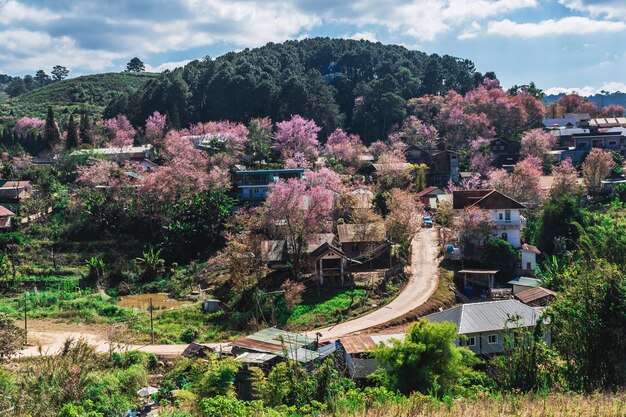 Foto paesaggio di bellissime ciliegie selvatiche dell'himalaya fioriscono fiori rosa di prunus cerasoides a phu lom lo loei e phitsanulok in thailandia