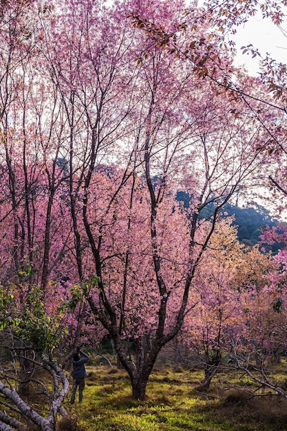 태국의 Phu Lom Lo Loei와 Phitsanulok에서 아름다운 야생 히말라야 체리 꽃이 피는 분홍색 Prunus cerasoides 꽃의 풍경