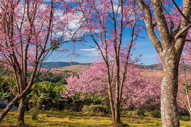 Photo landscape of beautiful wild himalayan cherry blooming pink prunus cerasoides flowers at phu lom lo loei and phitsanulok of thailand