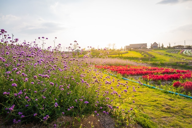 夏の夕日の赤い色の下の山の上の美しい家で咲くラベンダーとピンクの赤い花畑の風景。