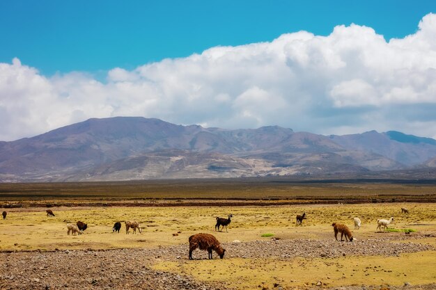 Foto paesaggio della bolivia i lama pascolano sul campo