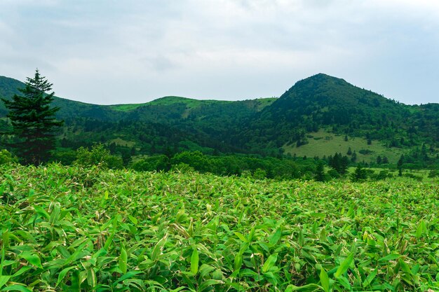 Landscape at the bottom of the Golovnin volcano caldera on Kunashir Island