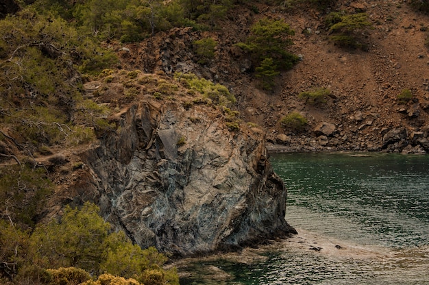 Landscape of the brown rock covering by trees