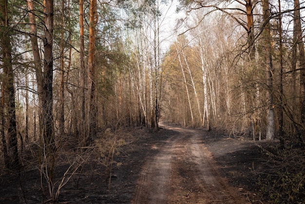 Paesaggio della foresta bruciata dopo l'incendio boschivo in campagna