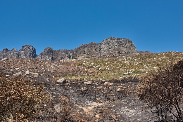 テーブルマウンテンケープタウン南アフリカでの山火事後の焼けた木の風景枯れた茂みのある青い空を背景にした山の露頭黒い焦げた木の幹が山火事の余波