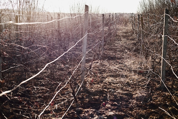 Landscape of a burnt vineyard after a fire