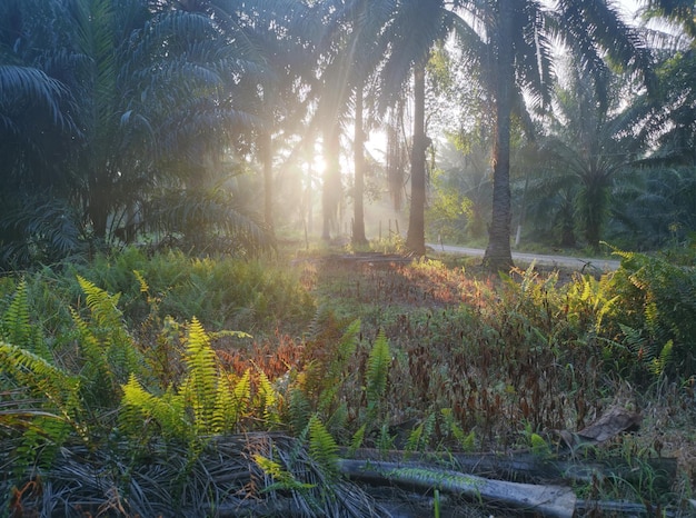 Photo landscape of the bushy green meadow full of nephrolepis biserrata fern