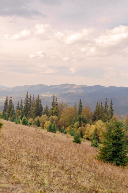 Landscape of Carpathian mountains