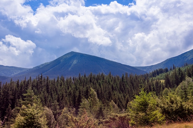 Landscape of a Carpathians mountains with firtrees and sky