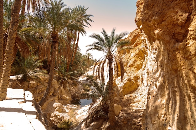 Фото Пейзаж оазиса чебика в пустыне сахара. пальмы над озером